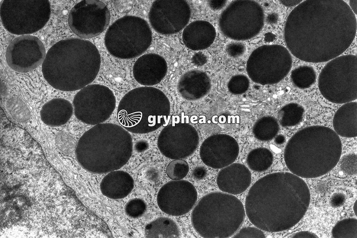 Grains de sécrétion MET x8000 - gryphea.com